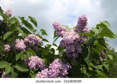 Morning Sunrise. Branches Of Purple Lilac Flaunt Against The Background Of Clouds. Computer Desktop Wallpaper.