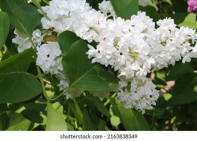 Morning Sunrise. Branches Of White Lilac Flaunt Against The Background Of Clouds. Computer Desktop Wallpaper.