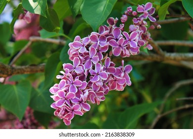 Morning Sunrise. A Cluster Of Pink Lilacs Is Full Of Beauty. Computer Desktop Wallpaper.