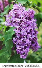 Morning Sunrise. A Cluster Of Purple Lilacs Is Full Of Beauty. Computer Desktop Wallpaper.