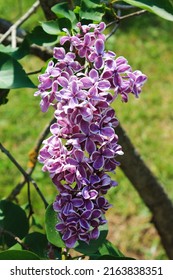 Morning Sunrise. A Cluster Of Variegated White And Purple Lilacs Is Full Of Beauty. Computer Desktop Wallpaper.