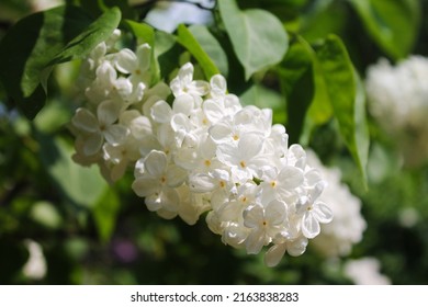 Morning Sunrise. A Cluster Of White Lilacs Is Full Of Beauty. Computer Desktop Wallpaper.