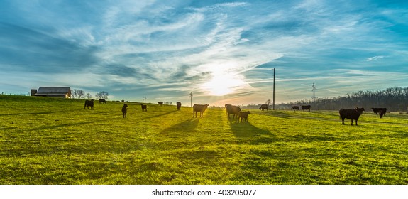 Morning Sunrise with Cows - Powered by Shutterstock