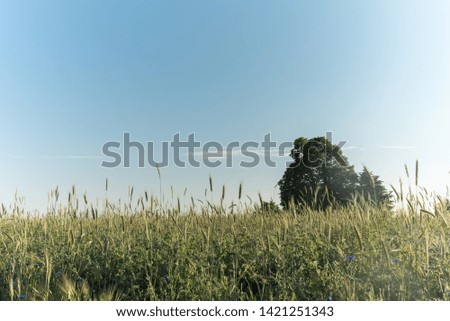 Similar – Dune grass in the evening sun