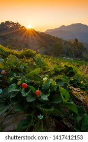 Morning sunrise at strawberry farm at the hill top landscape, Chiangmai, Thailand