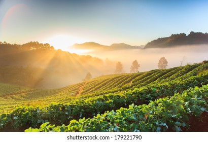 Morning sunrise in strawberry field at doi angkhang mountain, chiangmai, thailand.