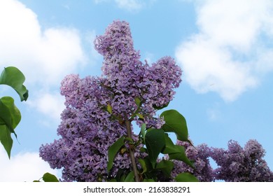 Morning Sunrise. The Sun Caresses The Flowers Of Delicate Purple Lilacs. Computer Desktop Wallpaper.