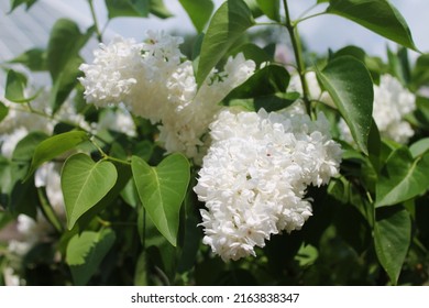 Morning Sunrise. The Sun Caresses The Flowers Of Delicate White Lilacs. Computer Desktop Wallpaper.