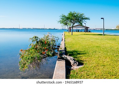 Morning Of Tampa Bay Beach