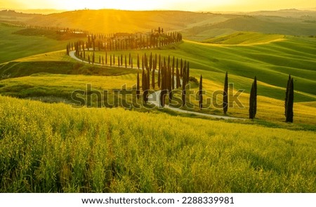 Morning in Tuscany, fog, Gladiator road, valley, hills, cypress, greenery, grass, sunrise
