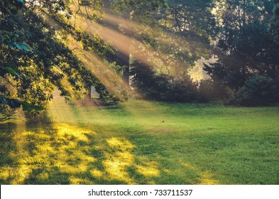 Morning urban landscape. Sun rays behind the trees in the park. - Shutterstock ID 733711537