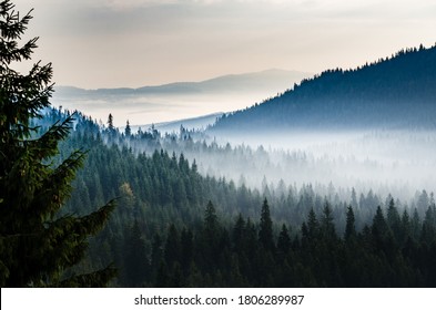 Morning valley with forest and fog view from up. Mystic pine forest in the mountains with mist above trees. - Shutterstock ID 1806289987