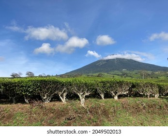 Morning View On The Pagar Alam Tea Plantation With Mount Dempo On The Background, Pagar Alam, South Sumatra, Indonesia. September 25, 2021