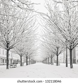 Morning View On Snow Tree On Kampa Island, Prague