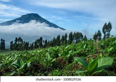 Imagenes Fotos De Stock Y Vectores Sobre Posong Shutterstock