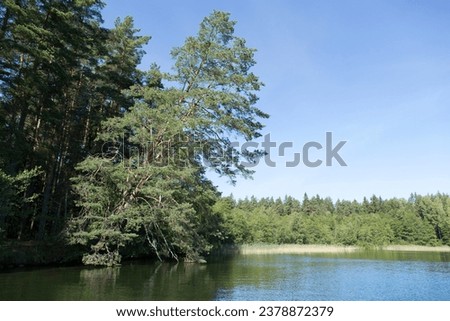 The morning view of a tall leaning pine tree over Baltis Lake in early Autumn (Lithuania).