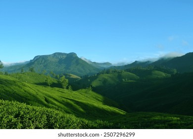 Morning view of Tea plantations in Munnar, Kerala, India.  - Powered by Shutterstock