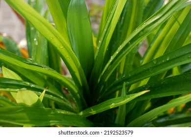 Morning View, Watering Pandanus Leaves