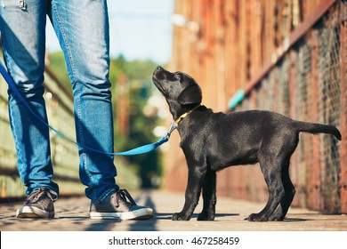 Morning Walk With Dog (black Labrador Retriever). Young Man Is Training His Puppy Walking On The Leash.