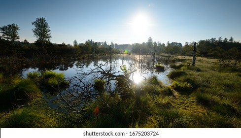 Morning In The Wetland Wenger Moor In The County Salzburg In Austria