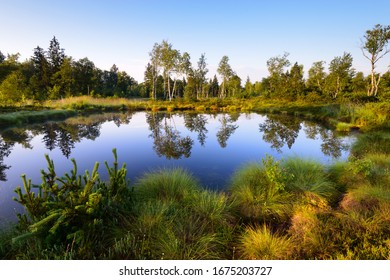 Morning In The Wetland Wenger Moor In The County Salzburg In Austria