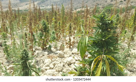 Moroccan Cannabis Ketama