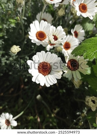 Similar – Image, Stock Photo Moroccan daisy from the Atlas Mountains, Leucanthemum hosmariense, inflorescence from the back side