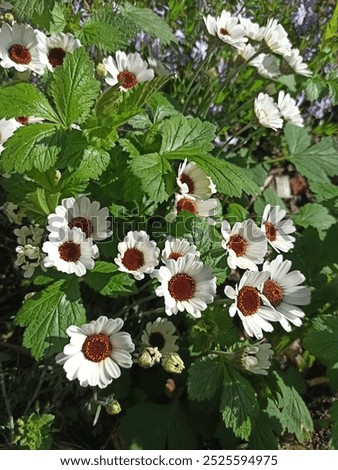Similar – Image, Stock Photo Moroccan daisy from the Atlas Mountains, Leucanthemum hosmariense, inflorescence from the back side