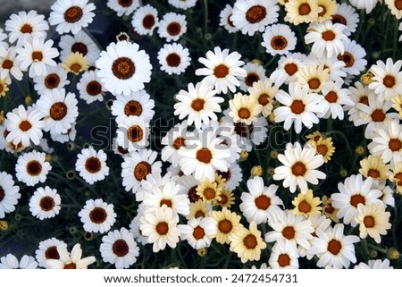 Similar – Image, Stock Photo Moroccan daisy from the Atlas Mountains, Leucanthemum hosmariense, inflorescence from the back side