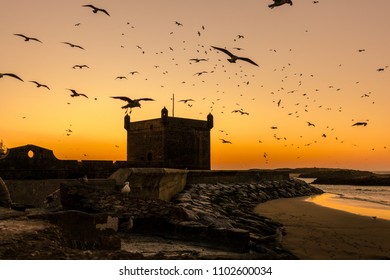 Moroccan Port, Essaouira. Seagulls Swarm The Fishermans Port. Sunsets At The Port. 