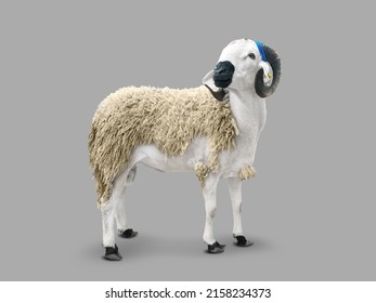 moroccan sheep aid al adha