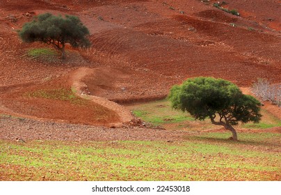 Moroccan trees
