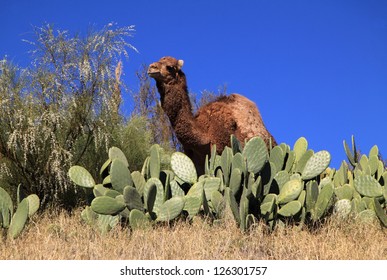 Morocco Camel In Cactus Field By Oasis