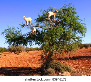 Morocco Goats Feeding In Argan Tree