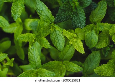 Morocco Mint Or Maghrebi Mint Tea Leaves In Nature Garden