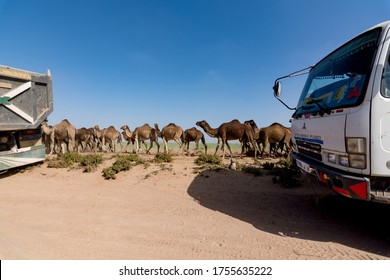 Morocco, North Africa, Feb 2019: Group Of Camels Walking In Small Moroccan Farm Field. Herd Of One Humped Camels, Dromedaries And Road Works 