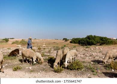 Morocco, North Africa, Feb 2019: Man Shepherd With Flock Of Sheep In Small Moroccan Farm Field In Dry Climate. Sheep Grazing On Land. Rural Landscape