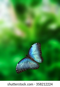 Morpho Blue Butterfly Flying Stock Photo 358212224 | Shutterstock