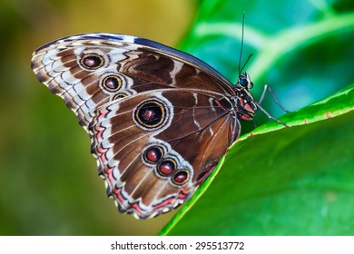 Morpho, Butterfly Of Cenatral America, Costa Rica