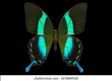 Black Butterfly Images Stock Photos Vectors Shutterstock