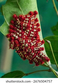 Morpho butterfly larvae grouped in the shape of a group, a tuft. Amazonia, South America