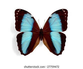 Morpho Patroclus