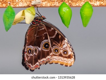 Morpho Peleides Butterfly, Hatching From Chrysalis