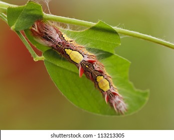 Morpho Peleides Caterpillar