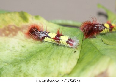 Morpho Peleides Caterpillar