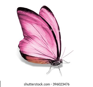 Morpho pink butterfly , isolated on white