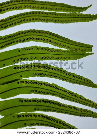 The morphology of fern's sporangium