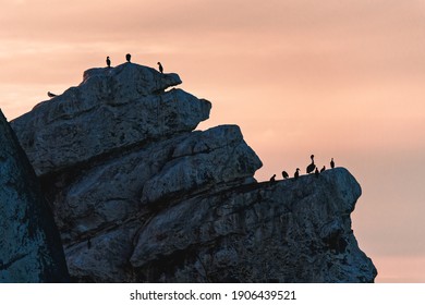 Morro Rock And Silhouette Of Birds Wirh Pink Sky On Background. Morro Bay Sunset, California Central Coast