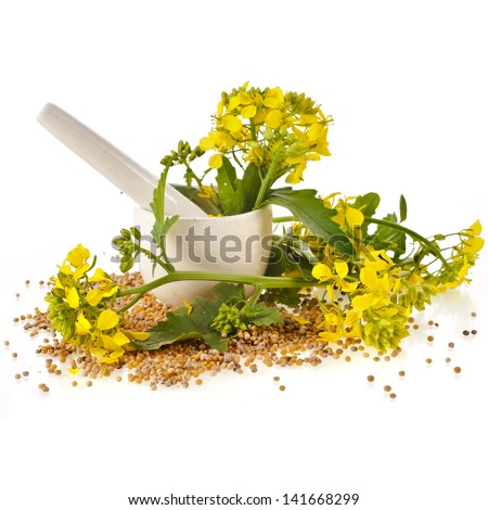mortar with pestle and flowering mustard isolated on white background