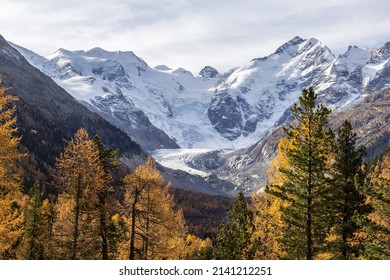 Morteratsch glacier in autumn larch trees at the foreground with Bernina peak in Switzerland
